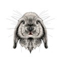 The rabbit`s head full face symmetrical, sketch vector