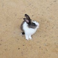Rabbit on sand Royalty Free Stock Photo