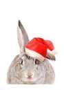 Rabbit in a Santas hat. Royalty Free Stock Photo