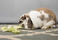Rabbit Says Crunch Royalty Free Stock Photo