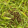 Rabbit scat poop in green grass. Royalty Free Stock Photo