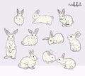 Rabbit Set