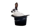 Rabbit sits in a black hat on a white Royalty Free Stock Photo