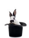 Rabbit sits in a black hat on a white Royalty Free Stock Photo
