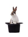 Rabbit sits in a black hat on a white Royalty Free Stock Photo