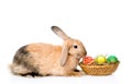 Rabbit sitting with basket easter eggs. isolated on white Royalty Free Stock Photo