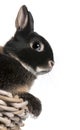 Rabbit sitting in basket in front of white background Royalty Free Stock Photo