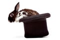 Rabbit sitting in a black hat