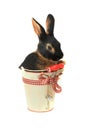 Rabbit Royalty Free Stock Photo