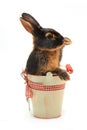 Rabbit Royalty Free Stock Photo