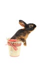 Rabbit Royalty Free Stock Photo