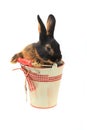 Rabbit Royalty Free Stock Photo
