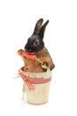 Rabbit Royalty Free Stock Photo