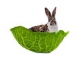 rabbit sitting in cabbage leaf isolated Royalty Free Stock Photo