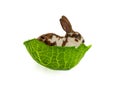 rabbit sitting in cabbage leaf isolated Royalty Free Stock Photo