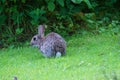 Rabbit sitting in a field with ears pricked up