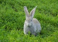 Rabbit sitting on the grass