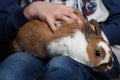 Rabbit sitting on the hands of a child. care for the animals, the baby petting Bunny