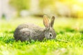 A dwarf rabbit eats grass on a green lawn with a blurred farm background on a bright summer day. rabbit is sitting on Royalty Free Stock Photo