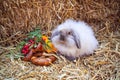 Rabbit sitting on stack of straw Royalty Free Stock Photo
