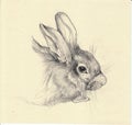 Rabbit sketch