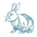 Rabbit sketch blue vintage
