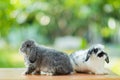 Rabbit sleep on ground, bunny pet Royalty Free Stock Photo
