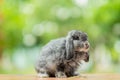 Rabbit sleep on ground, bunny pet Royalty Free Stock Photo