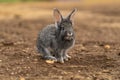 Rabbit fluffy light cute background small pet nature grey fur, for farm beautiful in gray from summer spring, grass