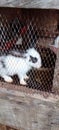 Rabbit small cute pet animal