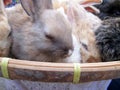 Rabbit small lot sold at the market. Royalty Free Stock Photo