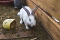 Rabbit in a small shed. Breeding rabbits