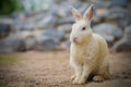 Rabbit small wildlife