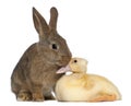 Rabbit sniffing duckling