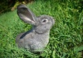 Rabbit sniffing herb Royalty Free Stock Photo