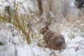 Rabbit in the snow. Easter bunny in the winter forest. Royalty Free Stock Photo