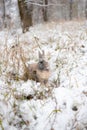 Rabbit in the snow. Easter bunny in the winter forest. Royalty Free Stock Photo