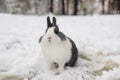 Rabbit in the snow. Easter bunny in the winter forest. Royalty Free Stock Photo