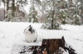 Rabbit in the snow. Easter bunny in the winter forest. Royalty Free Stock Photo