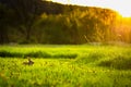 Rabbit and sun rays