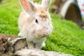 Rabbit is standing on the green grass ground with a blurred background Royalty Free Stock Photo