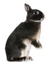 Rabbit standing on hind legs in front of white background