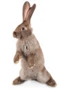 Rabbit standing on hind legs