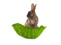 rabbit stands in a cabbage leaf isolated Royalty Free Stock Photo