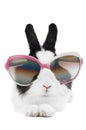 Rabbit in Sunglasses isolated Royalty Free Stock Photo