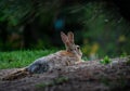 Rabbit Laying Down in the Dirt