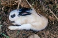 Rabbit Taking A Rest