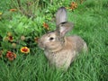 Rabbit to grass