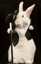 Rabbit in top hat and tuxedo with stic Royalty Free Stock Photo