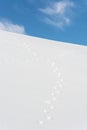 Rabbit tracks crossing in snow Royalty Free Stock Photo